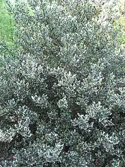 Ilex aquifolium