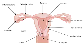 Útero e tubas uterinas