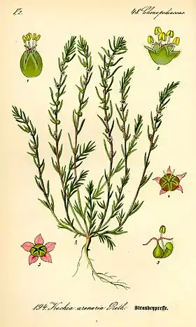 Bassia laniflora