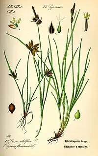 Cyperus flavescens