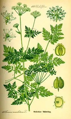 Conium maculatum.