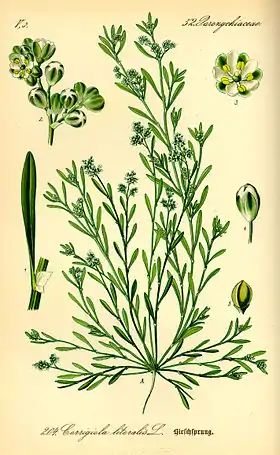 Corrigiola litoralis