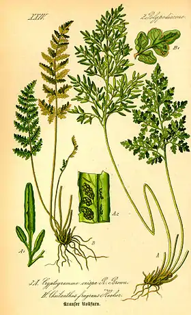 Cryptogramma crispa