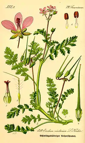 Ilustração científica de Erodium cicutarium.