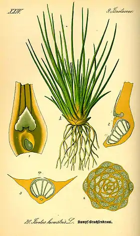Isoetes lacustris (ilustração de Otto Wilhelm Thomé, 1885).