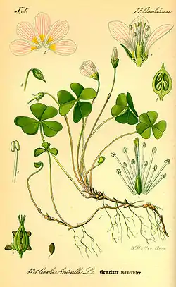 Oxalis acetosella (Flora von Deutschland, Österreich und der Schweiz).