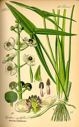 Ilustração Sagittaria sagittifolia