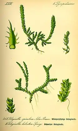 Acima: Selaginella selaginoidesabaixo: Selaginella helvetica.