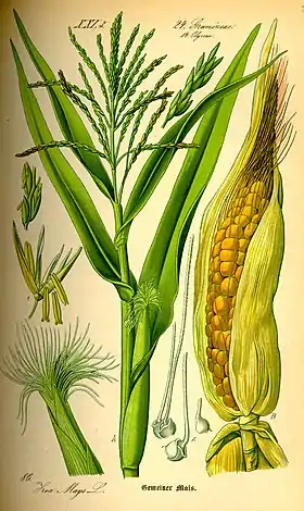 Zea mays