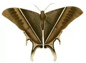 Ilustração de Lyssa patroclus, feita em 1770 e com a denominação de Nyctalemon patroclus.