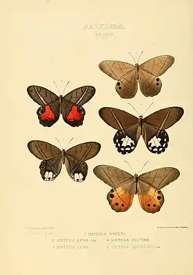 Página contendo espécies do gênero Pierella. De cima para baixo e da esquerda para a direita: P. helvina, P. lucia, P. luna, P. amalia e P. hyceta (todas aqui denominadas Hætera).