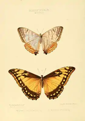 Acima, M. sulkowskyi (fêmea, vista superior) em ilustração de 1856. Abaixo, uma fêmea de M. cypris.