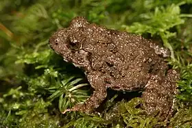 Sallywalkerana phrynoderma