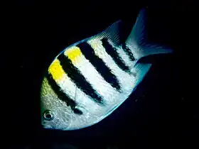 Abudefduf vaigiensis