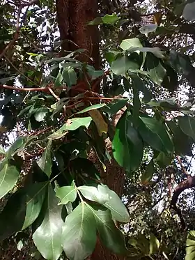 Inga laurina na FE, unicamp, Campinas (SP) - Brasil.