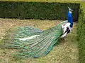 Pavão no parque do palácio.