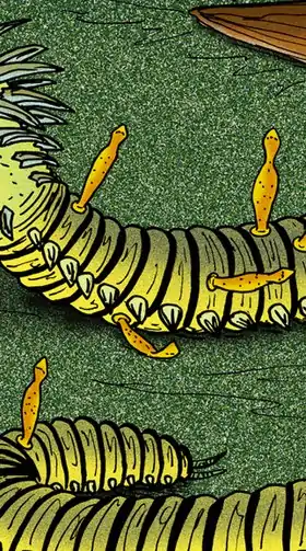 Inquicus parasitando a minhoca Cricocosmia.