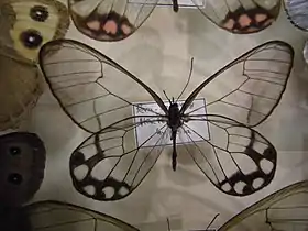 P. hypaesia, do gênero Pseudohaetera.