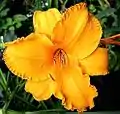 Hemerocallis "Intense Orange Gold"