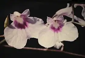 Ionopsis utricularioides