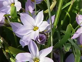 Ipheion uniflorum