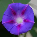 Ipomoea purpurea  Morning Glory
