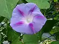 Ipomoea violacea ou I Ipomoea tricolor var. Star of Yalta