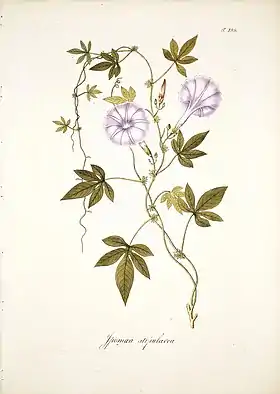 Ipomoea cairica