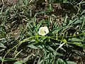 Ipomoea stolonifera