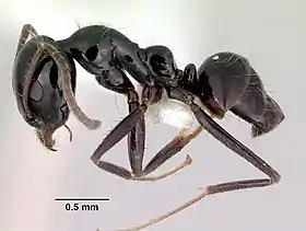Iridomyrmex occiduus