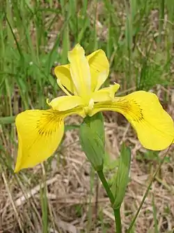 Tribo Irideae: Iris pseudacorus.