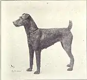 Terrier irlandês cerca de 1915