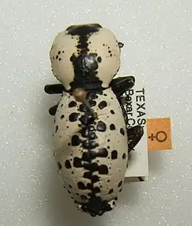 Zopherus nodulosus haldemani