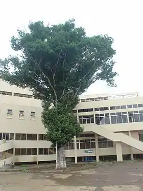 Irvingia malayana (hábito).