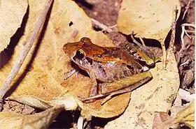 Ischnocnema izecksohni