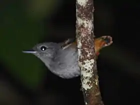 Choquinha-de-barriga-ruiva macho em Presidente Figueiredo, Estado de Amazonas, Brasil.
