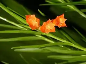 Isochilus aurantiacus