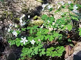 Isopyrum thalictroides