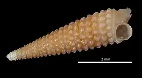 Parátipo da espécie Isotriphora onca M. Fernandes, Pimenta & Leal, 2013, de Trindade e Martim Vaz.