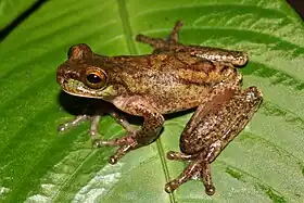 Isthmohyla rivularis