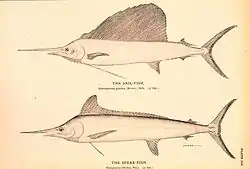 Peixe-vela e marlim branco