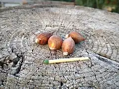 Ixiolirion tataricum (bolbos)