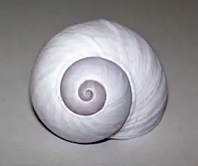 Vista frontal de uma concha de Janthina janthina (Linnaeus, 1758), uma espécie espalhada por todos os mares tropicais da Terra; constituindɒ-se no maior representante dos Janthinidae.