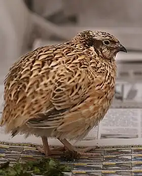 Coturnix japonica macho