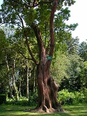 Um exemplar de grandes dimensões (Jardin des plantes de Nantes).