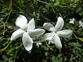 Jasminum grandiflorum.