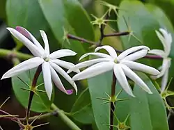 Flores de Jasminum nitidum, o jasmim-estrela.