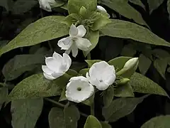 Jasminum sambac