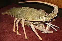 Sagmariasus verreauxi