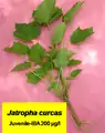Propagação de Jatropha curcas por estaca.